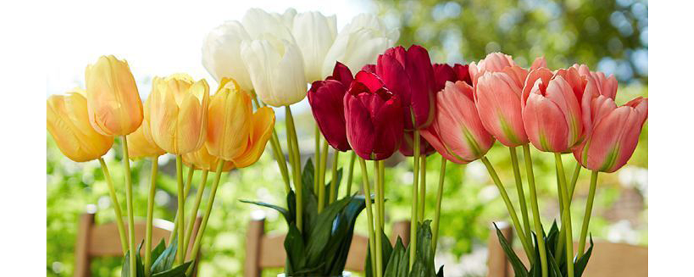 tulipanes flores primavera